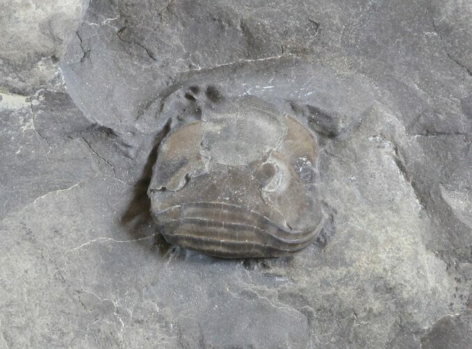 Bargain, Wide Enrolled Ptyocephalus Trilobite - Utah #432